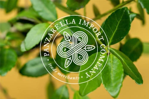 Triskelion combination mark on yaupon for Panzarella Import Company | Designed by Field of Study: A branding and graphic design consultancy | Houston TX | Jennifer Blanco & John Earles